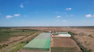 Somalia Greenhouse farming to combat food insecurity [upl. by Eednim]