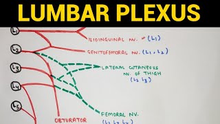 Lumbar Plexus  Lower Limb Anatomy [upl. by Ennayoj]