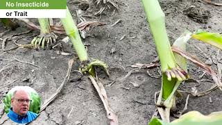 Corn Rootworm Management [upl. by Onateag]