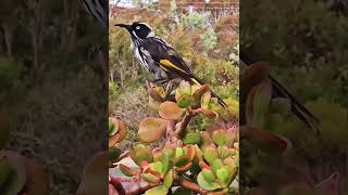 New Holland honeyeater callbirdsbirdsoundsbirdlovermamatv8542 [upl. by Jaworski234]