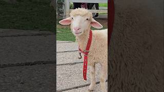 CIMORY DAIRYLAND PUNCAK PART 2 cimorydairylandpuncak sheep [upl. by Larentia]