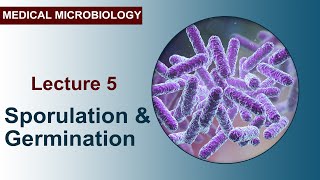 Lecture 5  Sporulation and Germination [upl. by Cassandry885]