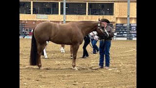 Half In Half 8 yr old AQHAAPHAPtHA Gelding Regular registry color [upl. by Reivad]