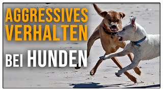 Aggression beim Hund  Zähne Zeigen und Knurren TGH 1 [upl. by Courtland]