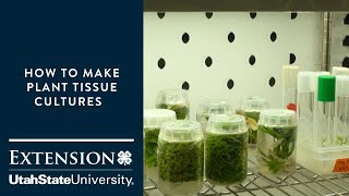 How to Make Plant Tissue Cultures [upl. by Agripina]