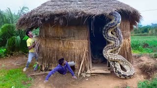 Anaconda Snake Attack Boys In Forest  An Anaconda Snake Attack Brief Story [upl. by Ainniz370]