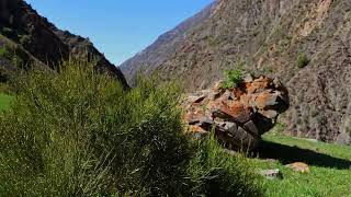 large mountain in font of green grass hill with Ephedra bush at windy sunny summer day [upl. by Ahseuqram86]