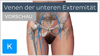 Venen der unteren Extremität  Verlauf und Funktion Vorschau  Kenhub [upl. by Sharron]