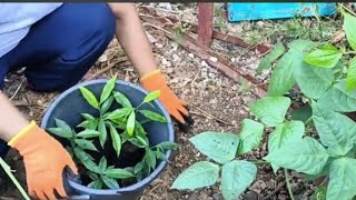 Planting of AgartreeAgarwood Aquilaria malaccensis amp crassna Served as Mother Tree [upl. by Elrebma]