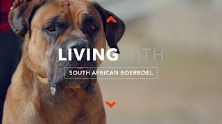 LIVING WITH SOUTH AFRICAN BOERBOEL [upl. by Amble]