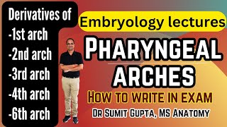 Pharyngeal arches derivatives  Embryology [upl. by Althea657]