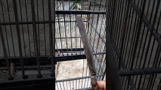 mengatasi sangkar burung bandel [upl. by Helgeson]