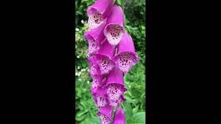 How to grow Digitalis Purpurea  Foxglove for colour amp structure attracting bees and pollinators [upl. by Hughett593]