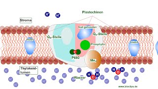 Vorgänge im Photosystem II der Photosynthese [upl. by Herta]