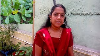 Kitchen Garden Purslane Plant Benifits  Parupu Keerai  Gangavalli [upl. by Ilyssa705]