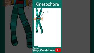 Kinetochore and its function  1 minute cell biology [upl. by Jerrie156]