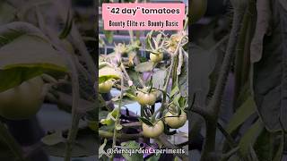 42 day tomatoes in Aerogarden Bounty Elite vs Bounty Basic [upl. by Nylhtac]