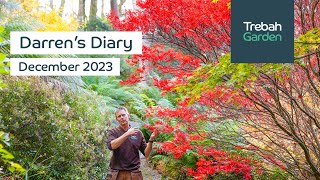 Winter Delights In The Garden amp Tree Surgery  December 2023  Darrens Diary [upl. by Aisatana689]