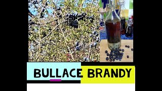 Bullace Brandy Easy 2 minute liqueur [upl. by Ecnahoy825]