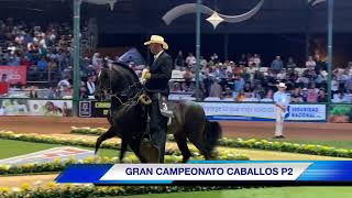 Feria Nacional Equina Gran Campeonato Caballos Trocha Y Galope [upl. by Eneleh680]