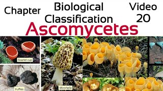 AscomycetesThe sac Fungi Ascospores Ascocarp penicilliumYeastmorchella trufflesclaviceps [upl. by Esinek]