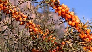 Découverte  largousier le plus énergique des petits fruits [upl. by Nyra]