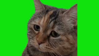 Sad Cat Meowing Meme Green Screen Chroma Key Template [upl. by Retsim]