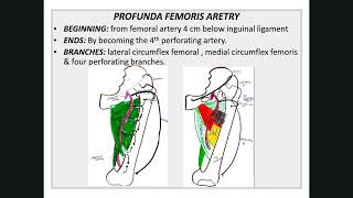 Arteries of lower limb 21 [upl. by Lole]