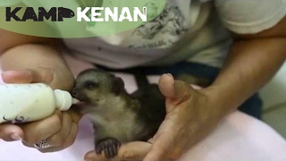 Cutest Baby Kinkajou Ever Kamp Kenan Bonus [upl. by Cinamod]