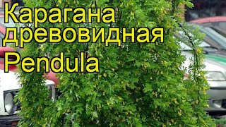 Карагана древовидная Пендула Краткий обзор описание характеристик caragana arborescens Pendula [upl. by Tremaine]