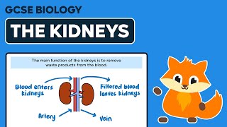 The Kidneys  GCSE Biology [upl. by Xenos438]