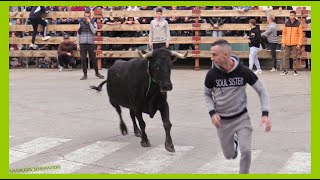 BUÑUEL  NAVARRA  TARDE VACAS EN CALLE  SÁBADO 28 OCTUBRE 2023  GANADHNOSGRACIA [upl. by Seeto367]