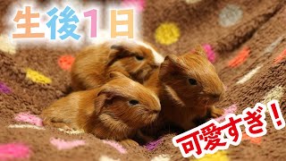 【モルモット】どうしても写真が撮りたい飼い主とどうしてもミルクが飲みたいベビーちゃん【guineapig】 [upl. by Pasadis]