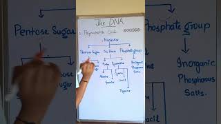 Nucleotide Classification  The Basics bioinzclasses Nucleotides Purine Pyrimidines [upl. by Map]