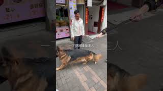 醒目的德國牧羊犬發覺被陌生人帶走後的反應…Testing the logalty of German shepherd ￼可愛 狼犬 shepherd royalty 忠犬￼德牧陌生人 [upl. by Allemap]