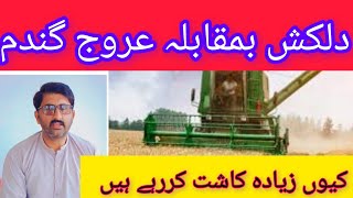 Urooj wheat seed vs DilkashUrooj bamukabla dilkash wheat seedagriculture information161 [upl. by Ajaj]