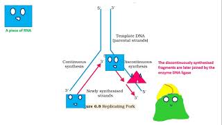 DNA Replication helicase primaseDNA Polymerase ligase NEET [upl. by Lenaj885]