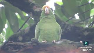 yellowfronted parrot large specimen among wild birds [upl. by Assirem76]