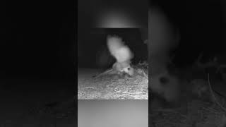 The Owl Decided to Attack a Skunk animals birds wildlife [upl. by Silvanus815]