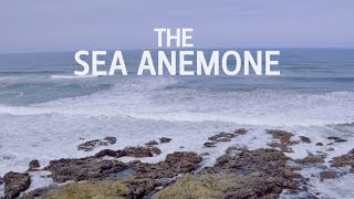 The Sea Anemone [upl. by Llenrep]