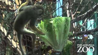 Squirrel monkey enrichment [upl. by Lareneg]