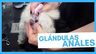 Glándulas anales perros 🐶  Síntomas de infección [upl. by Sadiras]