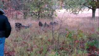 121103 Troep wolven in de Drentse Hooglanden [upl. by Ymereg]