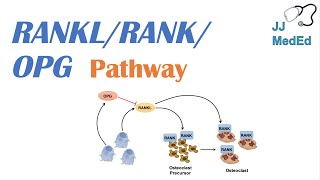 Introduction to RANKL  RANK  OPG Signaling Pathway [upl. by Aloiv]