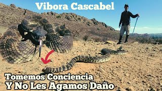 Vibora De Cascabel A Perdido Su Cascabel [upl. by Ydde]