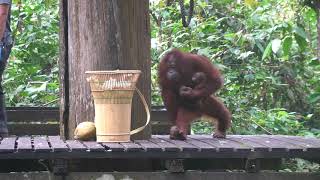 Feeding wild mother amp baby Orangutan at Sepilok [upl. by Ohnuj555]