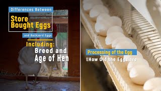 Commercial Eggs vs Backyard Eggs What’s the Difference [upl. by Ennagroeg]