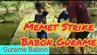 MEMET STRIKE BABON GURAME [upl. by Orlando978]