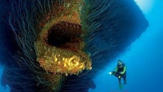 மிரளவைக்கும் 5 கடல் உயிரினங்கள்  5 Unbelievable sea creatures in tamil [upl. by Dominique]