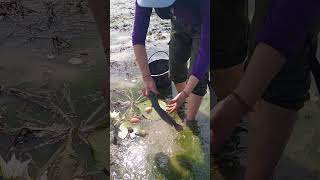 fisherwoman skills catch fish under moss at field by best hand shots topfishing [upl. by Ttik888]